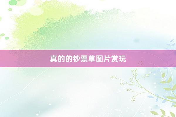 真的的钞票草图片赏玩